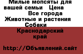 Милые мопсяты для вашей семьи › Цена ­ 20 000 - Все города Животные и растения » Собаки   . Краснодарский край